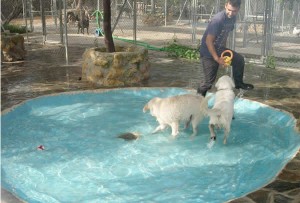 Trabajador jugando con perros en la piscina
