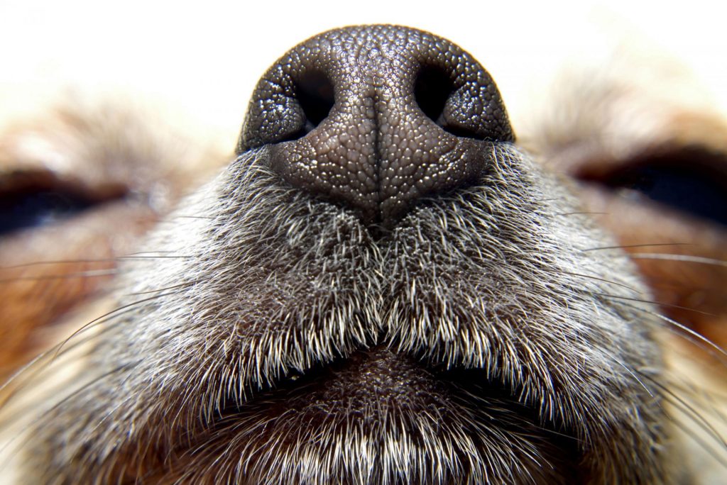 Como alimentar a tu perro para desarrollar su olfato