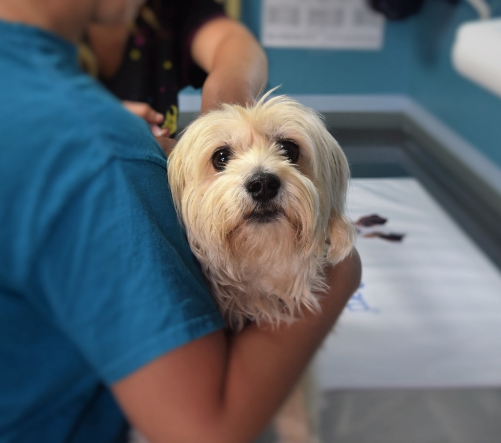 La vacunación es fundamental para mantener sana a tu mascota