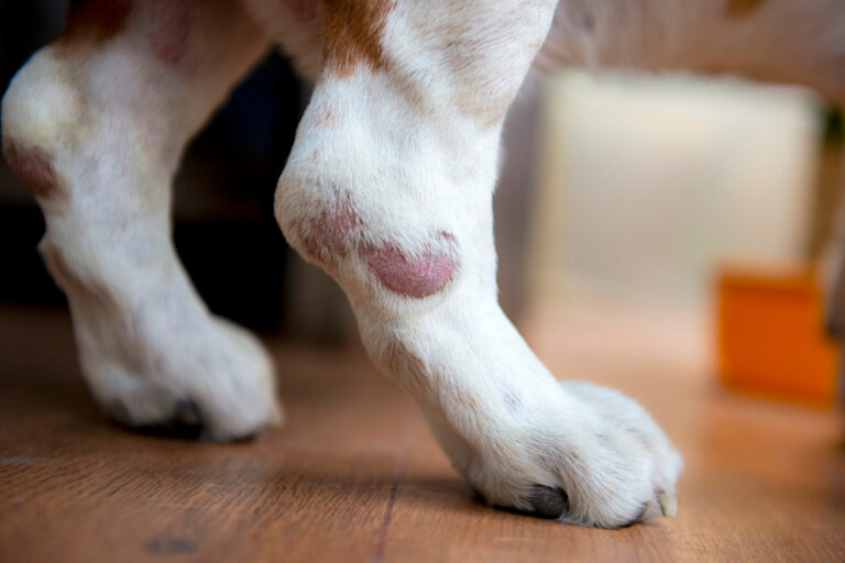 woundeddogslegfromskininfections Residencia de Animales Oasis