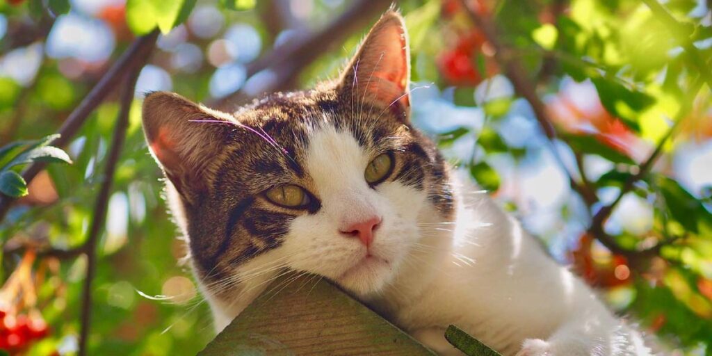 golpe de calor en gatos