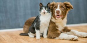 mitos sobre perros y gatos