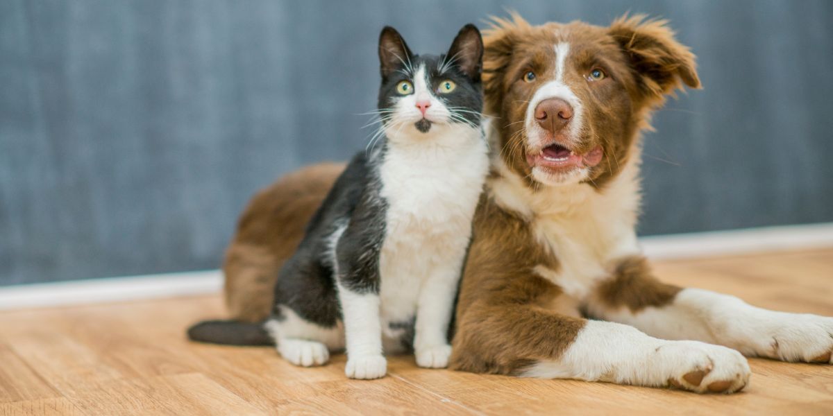 mitos sobre perros y gatos