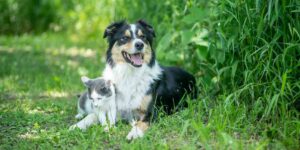alergias perros y gatos