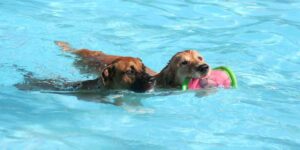 perros piscinas