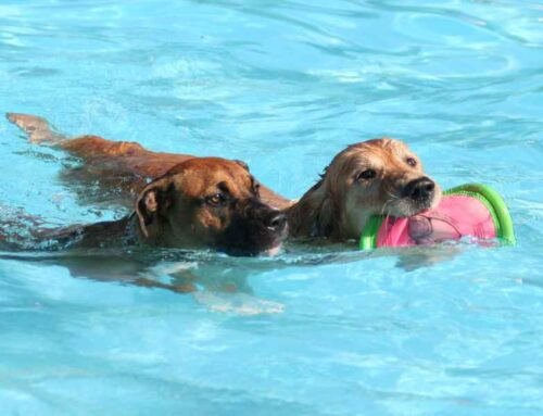 ¿Por qué a los perros les gusta bañarse en piscinas y a los gatos no?