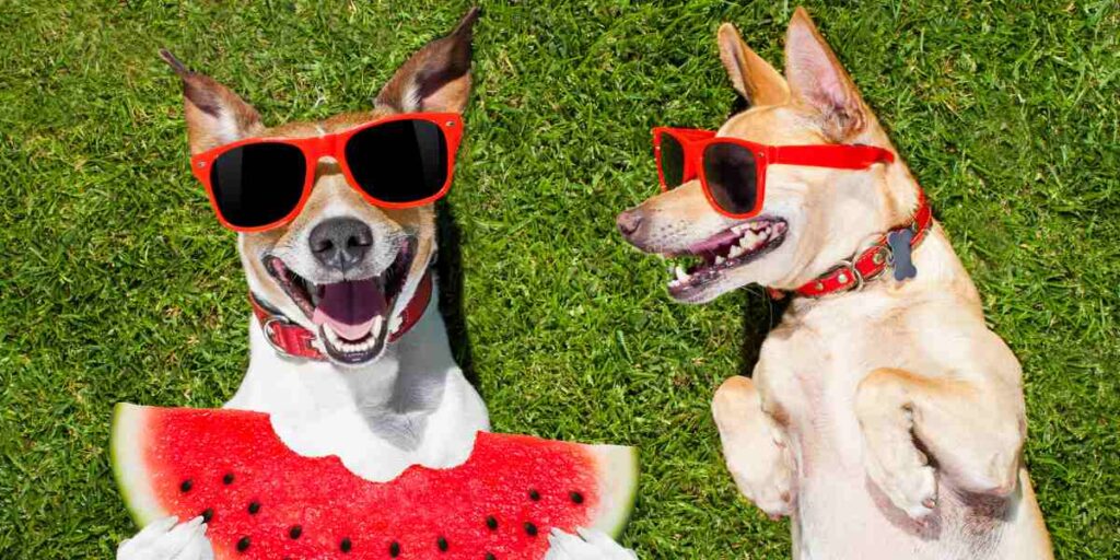 golpe de calor perros