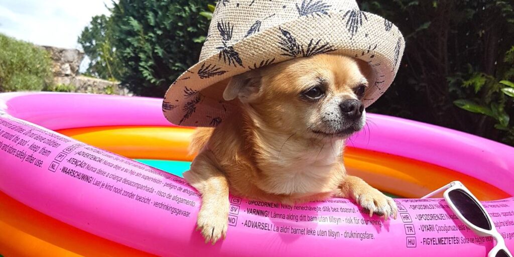 verano vacaciones mascotas