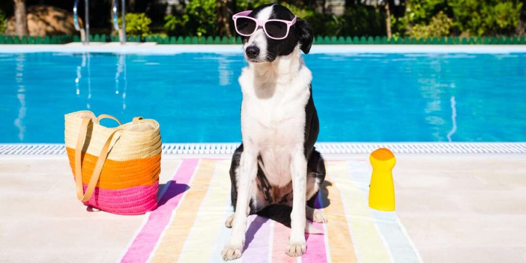 residencia mascotas vacaciones