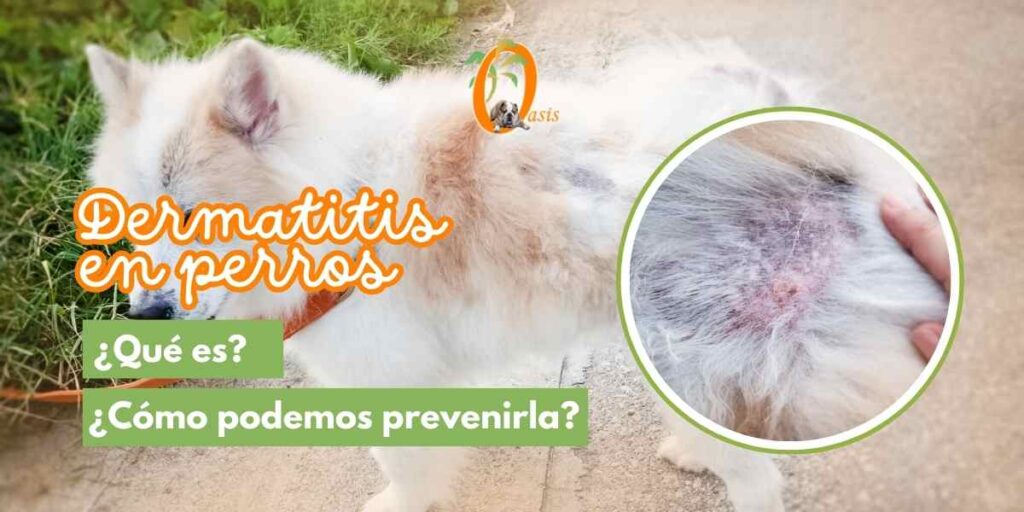 dermatitis en perros