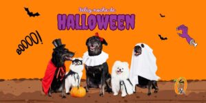halloween consejos para mascotas