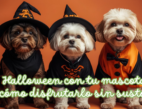 Halloween con tu mascota: cómo disfrutarlo sin sustos